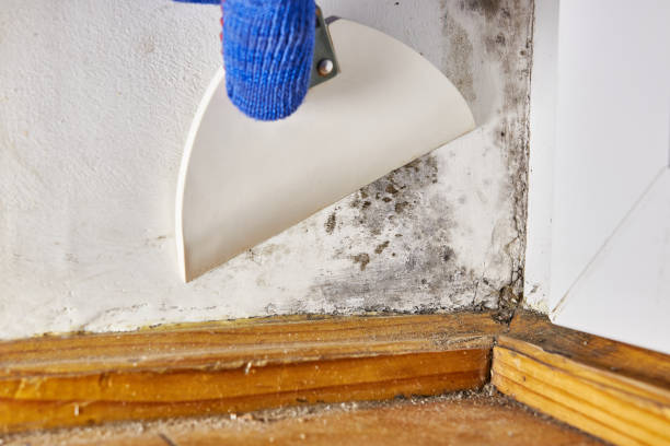 Best Residential Mold Inspection & Testing  in Colorado City, TX