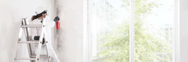 Best Mold Damage Restoration  in Colorado City, TX